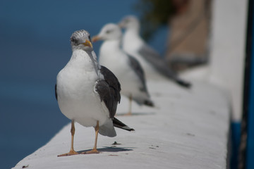 Möwe auf der Mauer