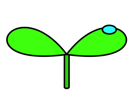発芽水滴(色)