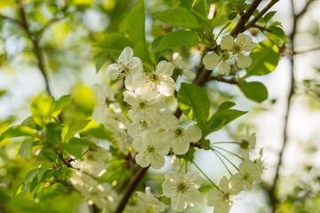 Blooming branches of cherry tree or gean tree
