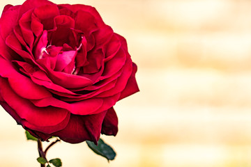 Fiore di rosa rossa