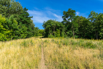 Summer natural landscape. Sunny day.