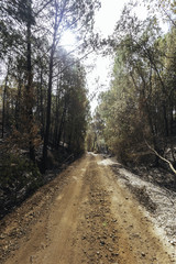 Fototapeta na wymiar Dirt road between the forest