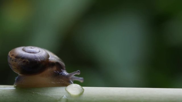 Life of snails in the nature
