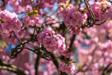 Flowering time. Sakura flowers close-up.