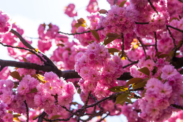 Flowering time. Sakura flowers close-up.