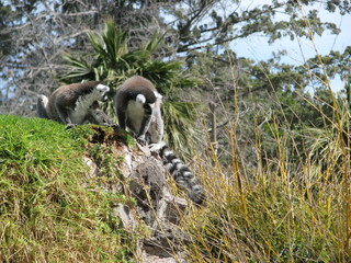 ring-tailed lemur © Orlando