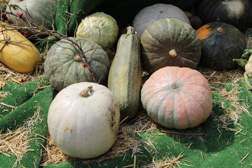 pumpkins and gourds