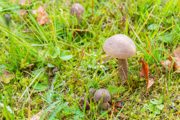 Mushroom boletus grows in the forest in early autumn