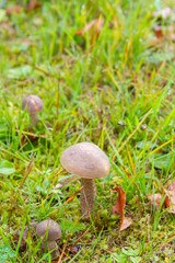 Mushroom boletus grows in the forest in early autumn