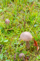 Mushroom boletus grows in the forest in early autumn