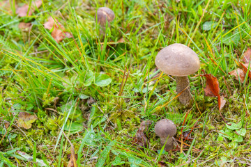 Mushroom boletus grows in the forest in early autumn