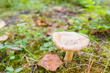 Mushroom fungi growing in the forest in early autumn