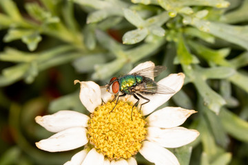 Bluebottle on daisy