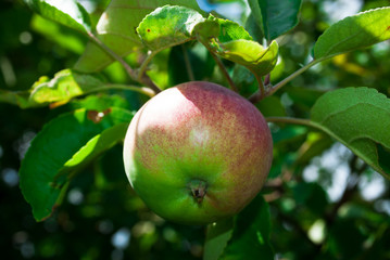 Apple tree. Apple tree with small natural apple