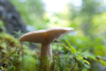 mushroom in the forest