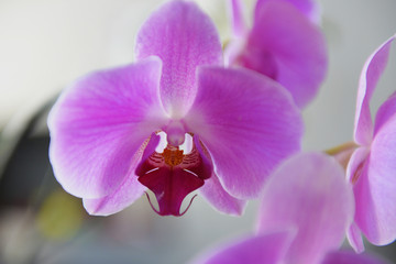 Naklejka na ściany i meble Pink Orchid Close-up 