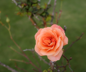 A Pink color rose closeup