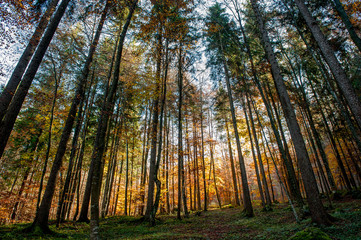forest in autumn