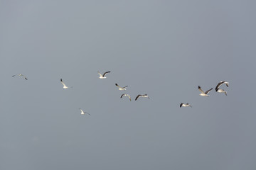 Seagulls flying in the air, Cabo Ledo, Luanda, Angola