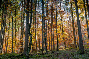 Fototapeta premium forest in autumn