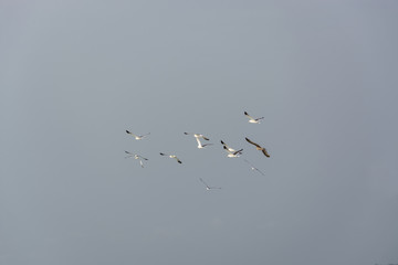 Seagulls flying in the air, Cabo Ledo, Luanda, Angola