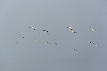 Seagulls flying in the air, Cabo Ledo, Luanda, Angola