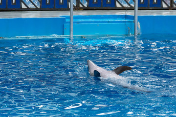 Sochi, Russia - Jule 04, 2018: Show of dolphins in the Dolphinarium of Sochi in July