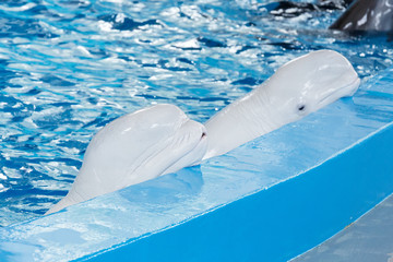 Sochi, Russia - Jule 04, 2018: Show of dolphins in the Dolphinarium of Sochi in July © freydin