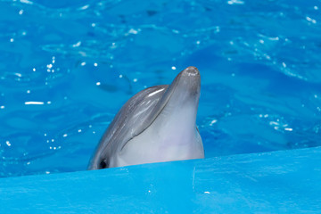 Sochi, Russia - Jule 04, 2018: Show of dolphins in the Dolphinarium of Sochi in July © freydin