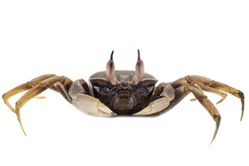 White background Horn-eyed ghost crab Ocypode ceratophthalmus form Phuket Thailand