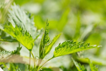 Close up of leaves of green wild nettle