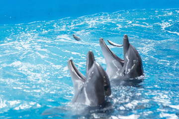 Sochi, Russia - Jule 04, 2018: Show of dolphins in the Dolphinarium of Sochi in July
