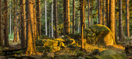 Spruce Forest with moss covered rocks, evening light