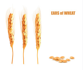 Ears of wheat. Illustration.