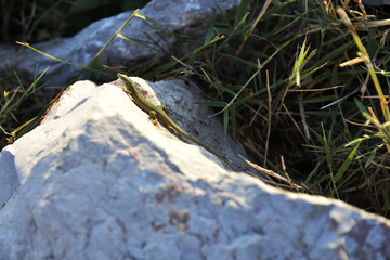 Little Green Lizard