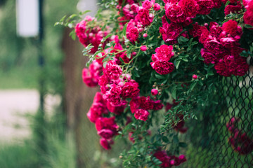 flowers rose nature 
