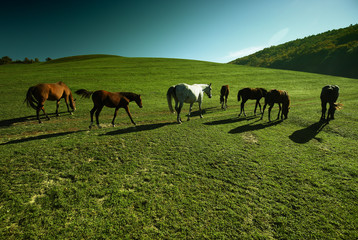Fototapeta premium Horses outdoor in ranch at beauty landscape