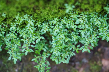 green plants leaves in the wild forest