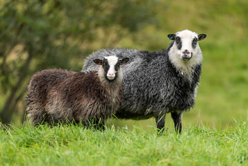 Fototapeta premium Lamb mother and daughter
