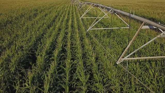 Drone footage, aerial view of water irrigation system in cultivated cornfield