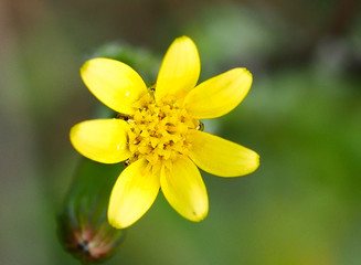 Common Groundsel (Senecio vulgaris)