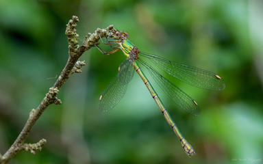 Damselfy on branch