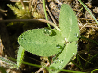 Water Droplets on Leaves