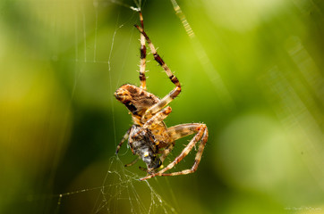 Spider eating prey