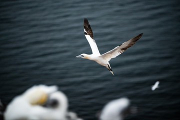 Basstölpel im Flug