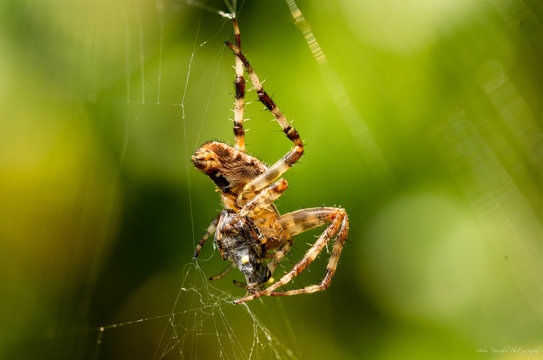 Spider eating prey