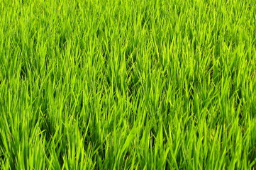 Green rice field close up - agricultural background