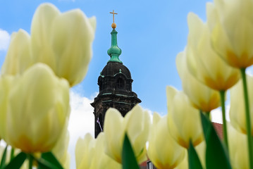 Primer plano de amarillos tulipanes floreciendo en las calles de la ciudad de Dresden, Alemania. Cúpula de antigua iglesia como fondo sobre un cielo abierto y azul. 