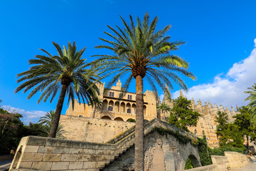 Fototapeta premium palm tree in mallorca