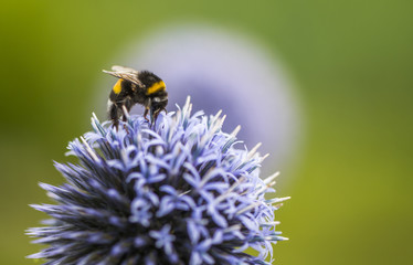 Bumble Bee on Echinops or Globe Thistle. Green Blurry Background. Copy Space.